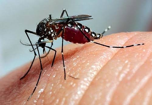 Epidemia de Dengue no Brasil: Alerta Vermelho para a Saúde Pública